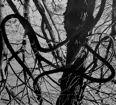Twisted Trees 8 By Mntypnk On Deviantart