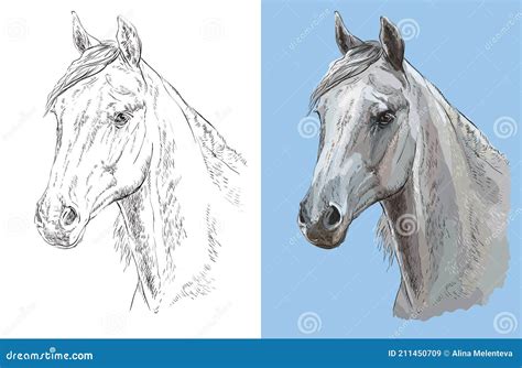 Vector Illustration Portrait Of Beautiful Arabian Horse Stock Vector