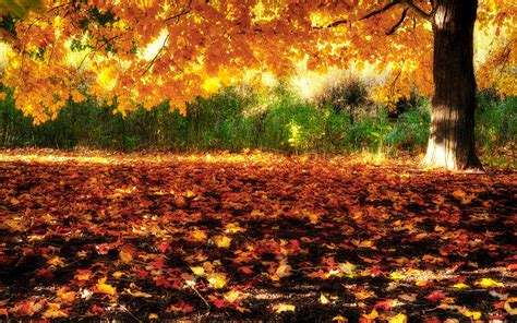 Golden Autumn Wallpapers Wallpaper Cave