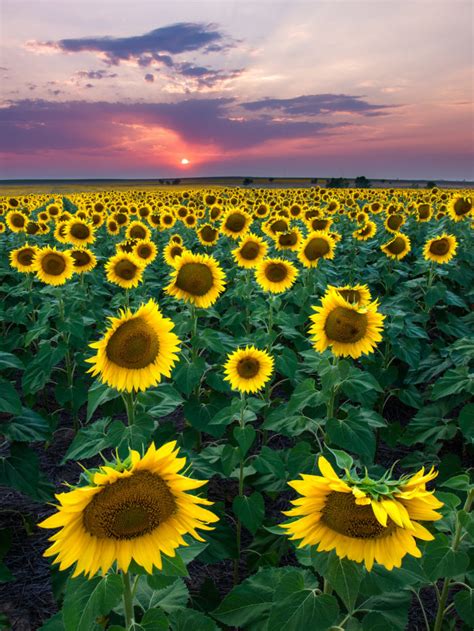 Get inspired by our community of talented artists. Most People Don't Know About This Magical Sunflower Field ...