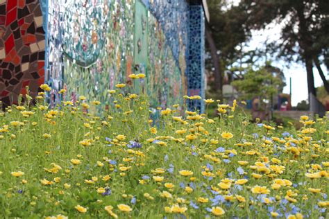 The California Native Wildflowers Are Blooming At Oaklands Maxwell