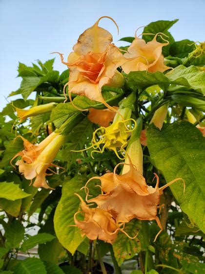 Brugmansia Tickled Pink Angels Trumpet From Rush Creek Growers