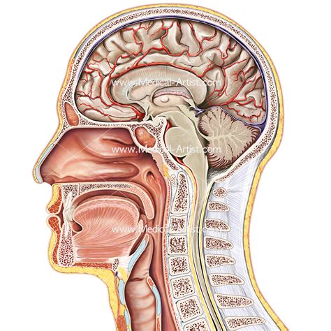 Ent Illustrations Ear Nose Throat Anatomy Medical Illustrations