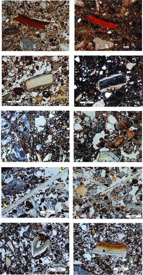 examples of bone and teeth in the boodie cave sediments including a download scientific