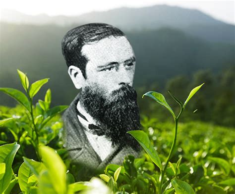 History Of Ceylon Tea Black Tea Exports