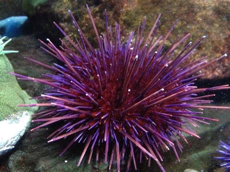 New England Aquarium — This Purple Sea Urchin Might Catch Your Eye In