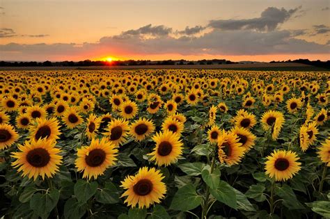 Sunflower Sunset By Mark Andreas Jones Photo 89716427 500px