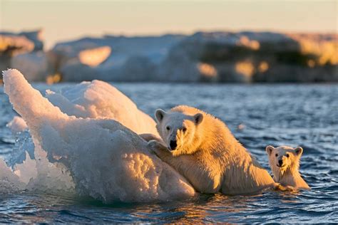 klimawandel eisbären könnten bis 2100 ausgestorben sein klima