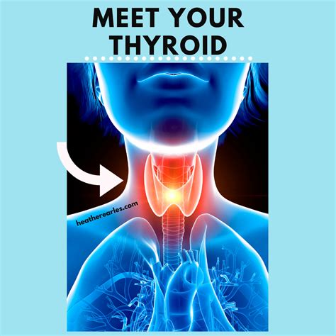 The Thyroid The Butterfly Shaped Gland That Runs Your Metabolism Dr Terra Provost