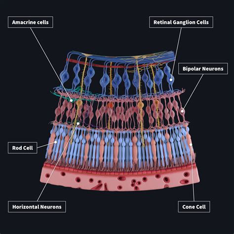 Sneak Preview Retinal Layers Complete Anatomy Hot Sex Picture