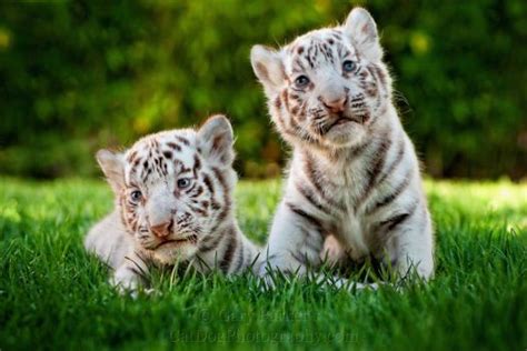 Solve White Tiger Cubs Jigsaw Puzzle Online With 126 Pieces