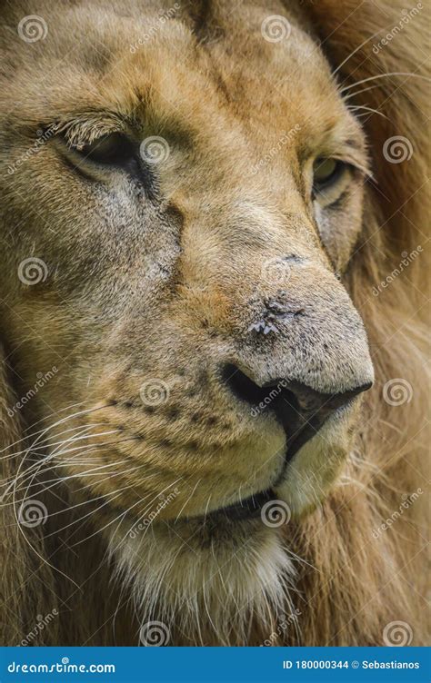 Majestic Lion Close Up Portrait Stock Photo Image Of Head Furry