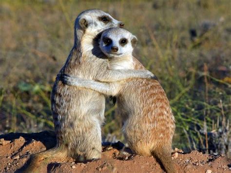 Behavior Habitat And Pics Meerkats