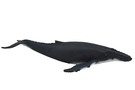 Papo Humpback Whale Figure Large Uk