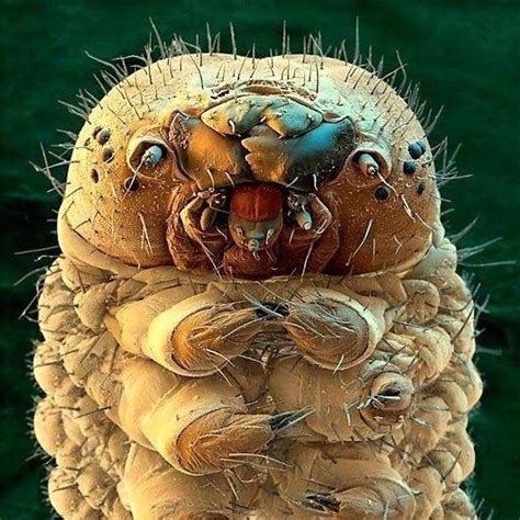 Demodex Folliculorum They Live On Our Faces Ratf