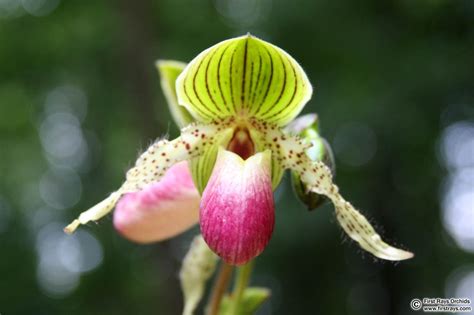 Paph Prime Child Slippertalk Orchid Forum The Best Slipper Orchid