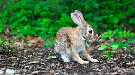 Charming Rabbit Baby 4k Wallpaper Hd Wallpapers