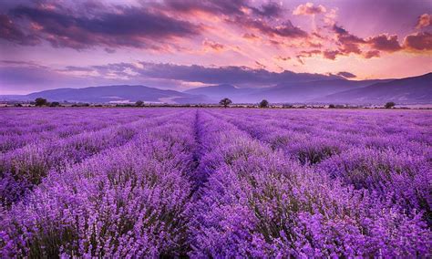 Lavender Wallpaper En