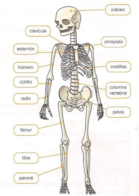 Estudiar La Localización Y El Nombre De Estos Huesos En El Cuerpo