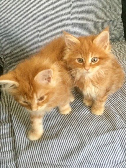 Deposits ($100) may be placed for a specific kitten. Maine Coon Cats For Sale | Houston, TX #192663 | Petzlover
