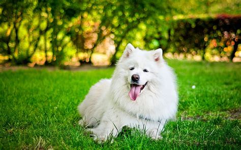 Samoyed White Fluffy Dog Pets Breeds Of Kind Dogs Cute Animals Dog