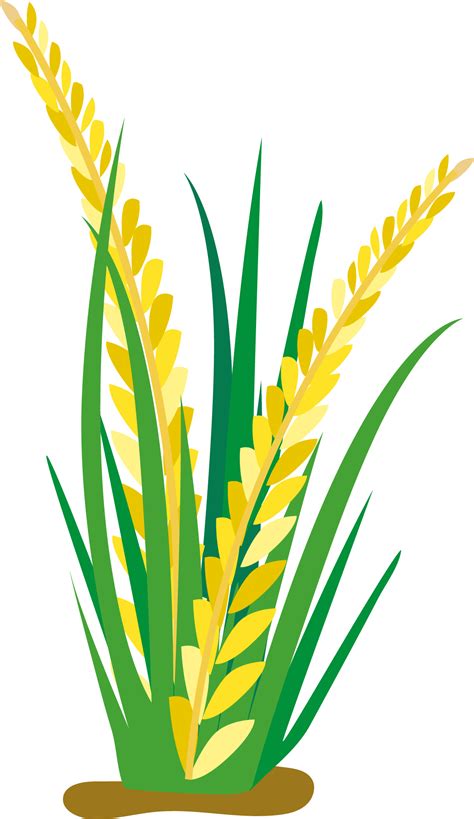 Rice Cartoon Oat Clip Art Rice Plant Vector Png Free Transparent
