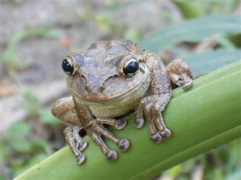 Where To Buy Tree Frogs In Ohio Tyisha Palumbo