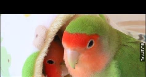 Smieszne wpadki z papugami memy gify i śmieszne obrazki facebook