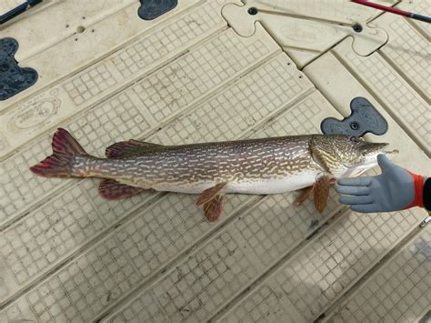 Nice Pike I Pulled Out 14 Pounds Rfishing