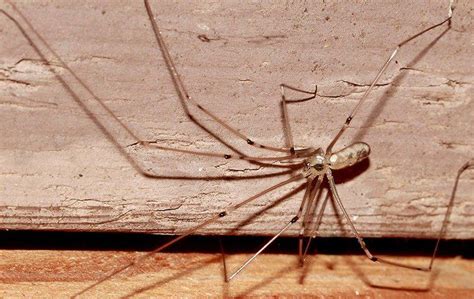 They love to eat insects and spiders larger than themselves. Blog - The Trick To Identifying Spiders In Your Folsom Home
