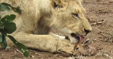 Photographer Catches Moment Lion Adopts Baby Antelope In South African