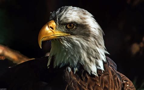 Animals Nature Eagle Bald Eagle Wallpaper Hd Src Flying Eagle