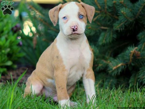 American Bulldog Mix Puppies For Sale Greenfield Puppies