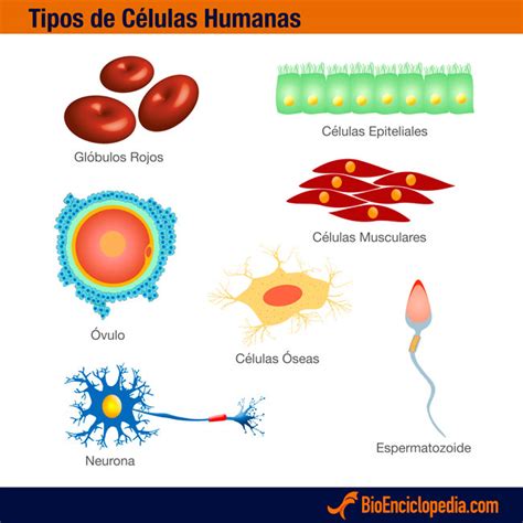 La Célula Humana Características Partes Bioenciclopedia
