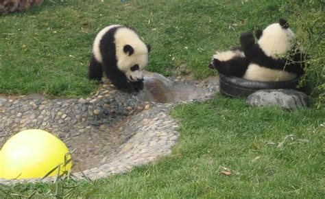 Cute Baby Pandas Playing