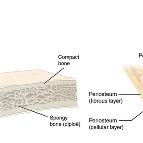 Anatomy Structure Of Bones Pack 2001 A Flat Bone B Decomposement Of