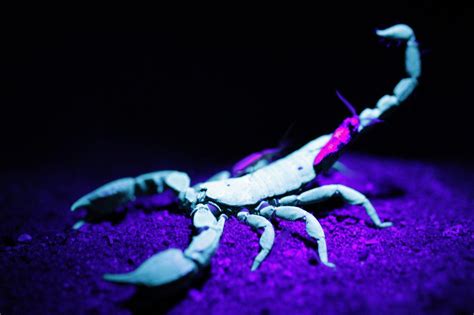 Blue Scorpion Wallpapers Wallpaper Cave