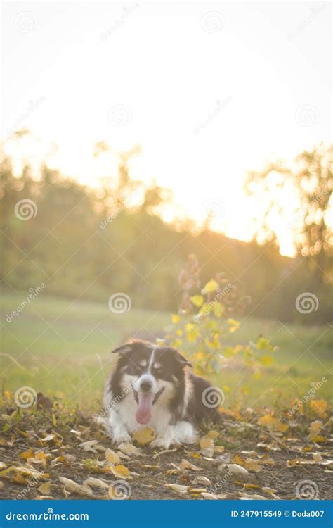 Border Collie Is Lying In The Grass Stock Image Image Of Collie