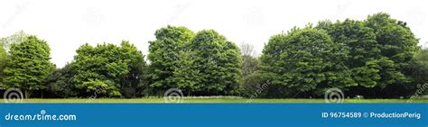 High Definition Treeline Isolated On A White Background Stock Image