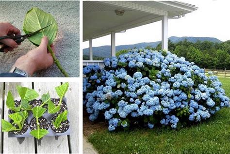 How To Grow Hydrangeas From Cuttings Video The Whoot Growing