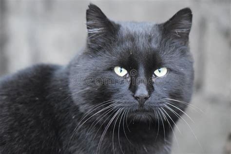 Black Cat With Green Eyes Stock Image Image Of Blue 237046949