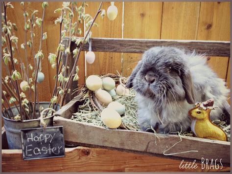 Strictly only hlb albums here. Little Brags: Serious Cuteness Alert -- The Real Easter Bunny
