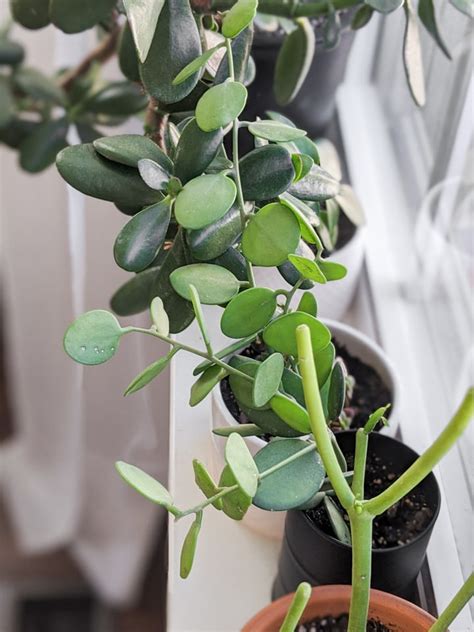 We have almost 100% success rate when placing cuttings in our shade house with a 30% shade cloth. Silver Dollar Succulent: How to Care for and Propagate It