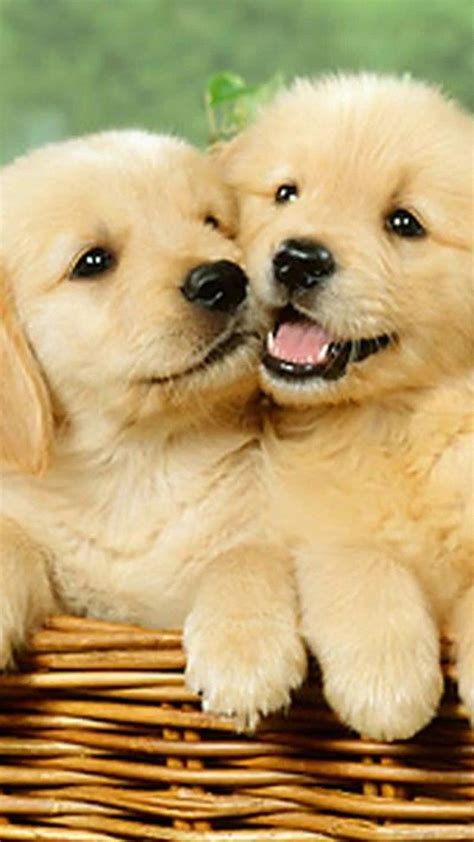 Cute Puppy Dog Wallpapers Top Free Cute Puppy Dog Backgrounds