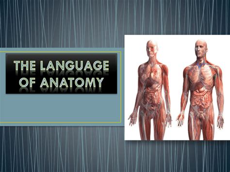 Body Orientation And Language Of Anatomy