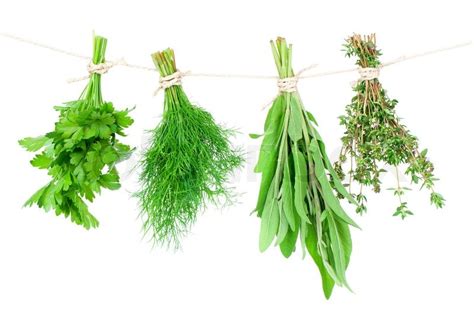 Fresh Herbs Hanging Isolated On White Stock Image Colourbox