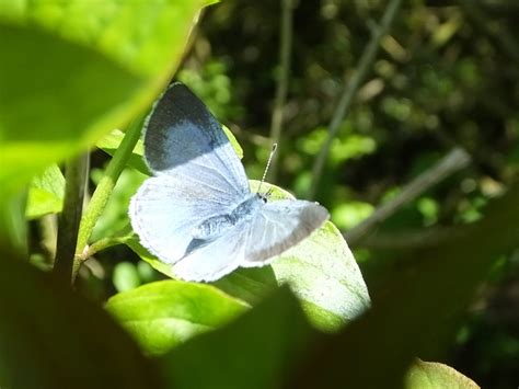 Holly Blue Fontmell Down Dorset Butterflies