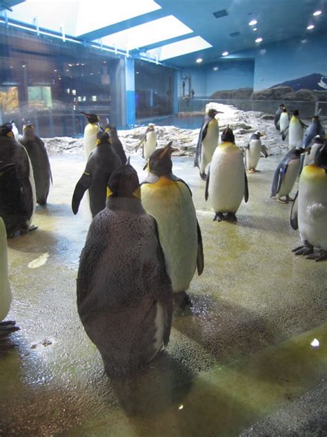 Penguin Nagasaki Penguin Aquarium Sta245 Flickr