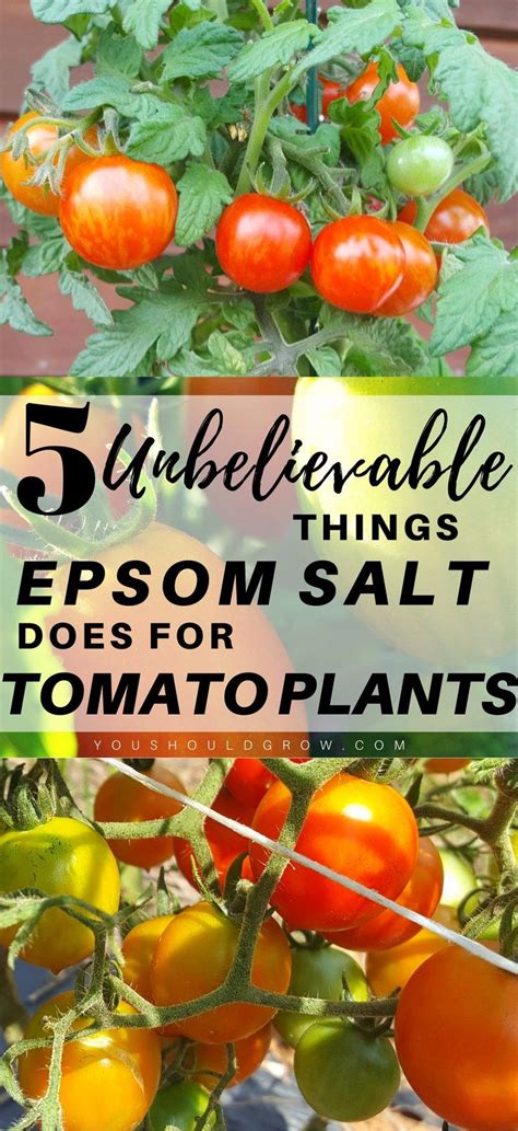 5 Unbelievable Things Epsom Salt Does For Tomato Plants Epsom Salt