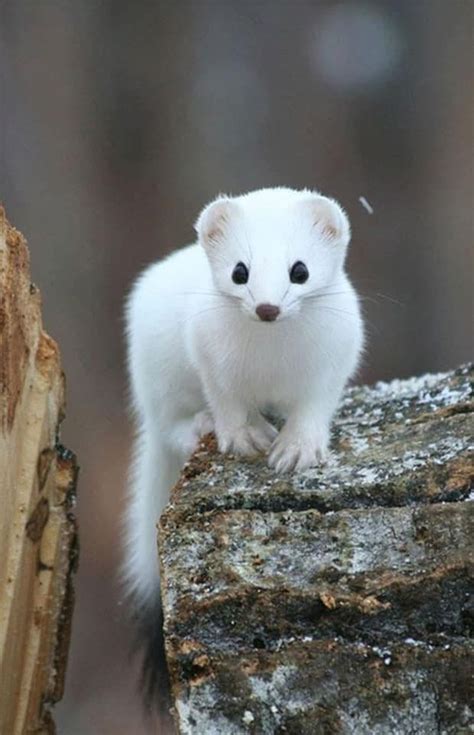Arctic Ferret Considered One Of The Most Beautiful Animals On The